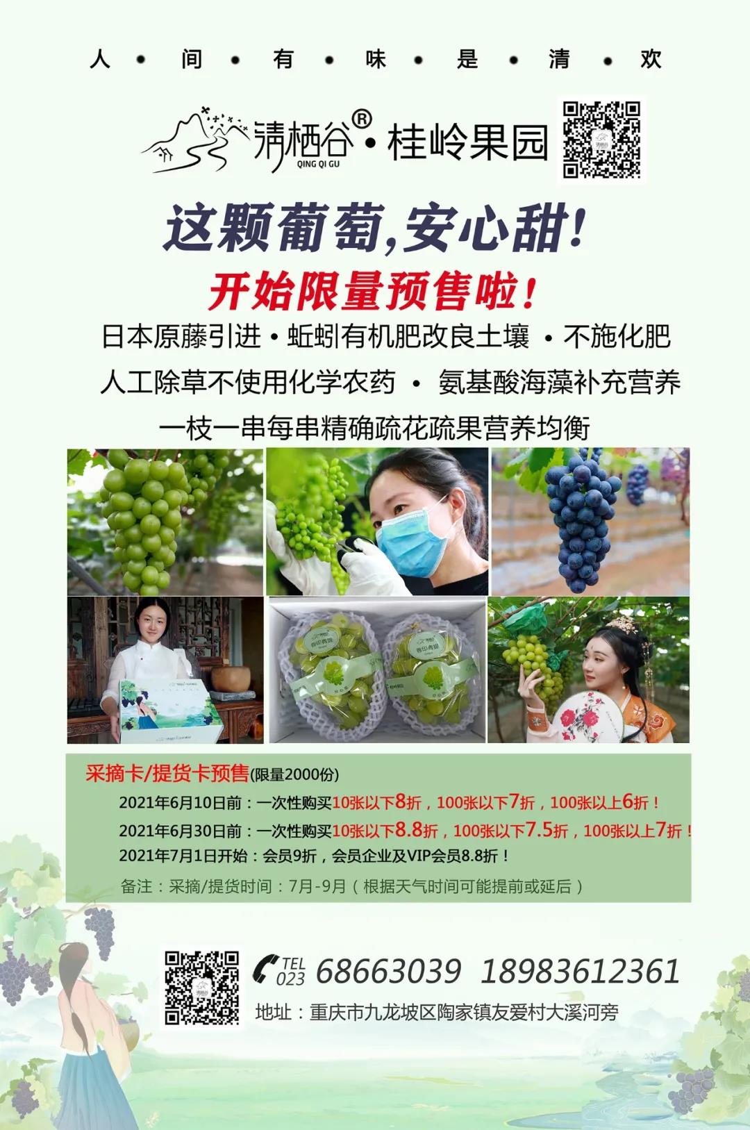 清棲谷的安心甜葡萄開始限量預(yù)售啦！