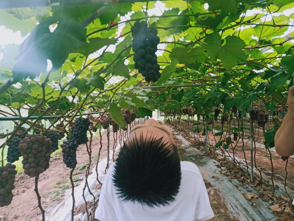 重慶葡萄基地 _這個夏日，一起感受美如畫的田園風(fēng)光