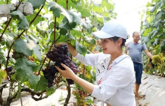 關于葡萄的一些常識，你記住了嗎？